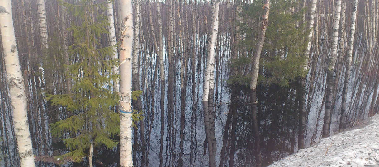 Vatten i skog bland träd