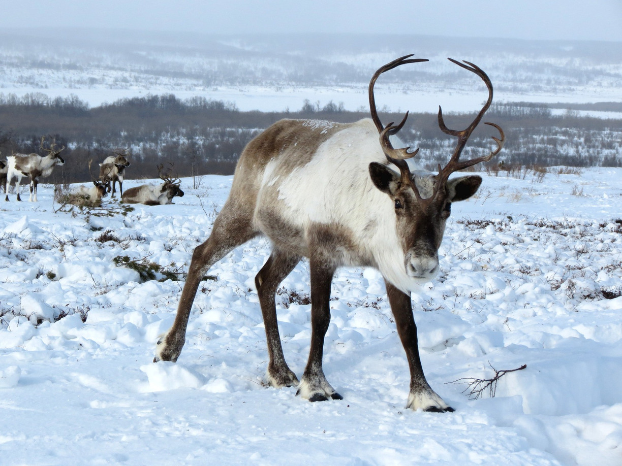 Closeup of a reindeer standing in the snow, other reindeer in background