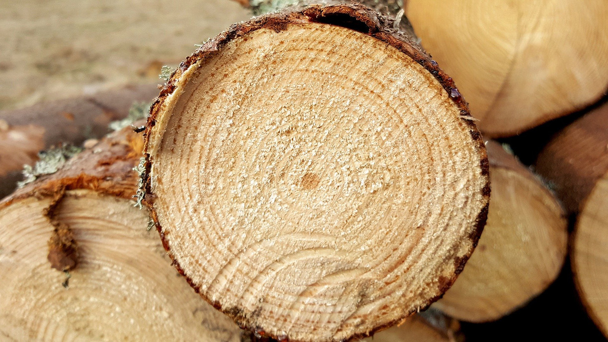 Zoomed-in image of a split tree, several are visible in the background