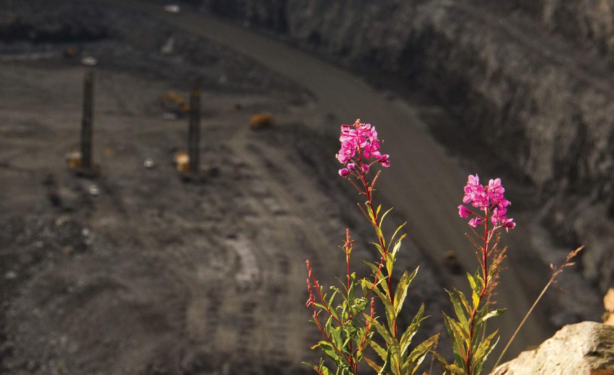 Close-up of a pink flower growing on the side of a mining pit